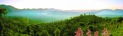 马图美丽的茶园。