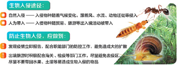 外来生物使我国农业损失惨重
