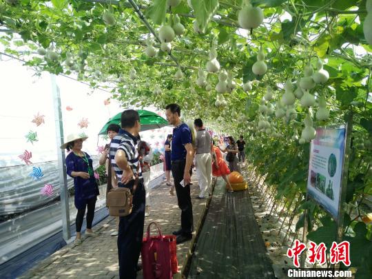 图为,武汉种业博览会现场 武农 摄 图为,武汉种业博览会现场 武农 摄