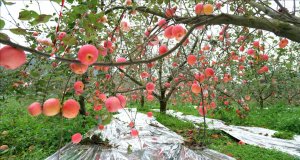 ˳3.5Ķ߸ƻϲգ˶9Ԫֵ